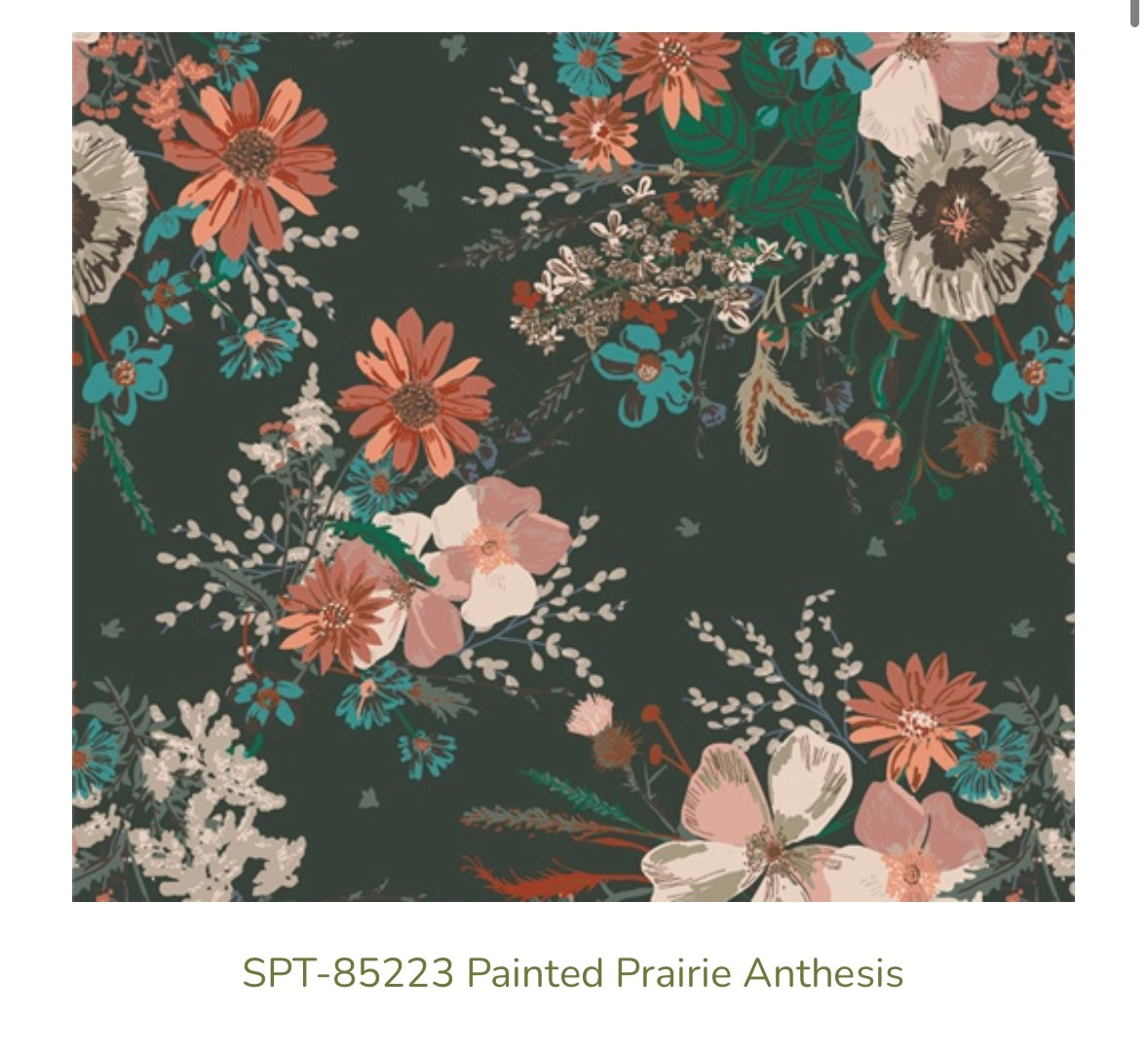 Painted Prairie Anthesis – SPT-85223